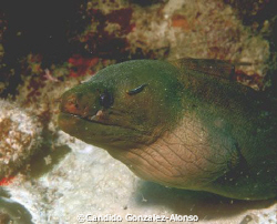 Green moray at Parguera Puerto 8/28/07.Equipment Nikon N7... by Candido Gonzalez-Alonso 